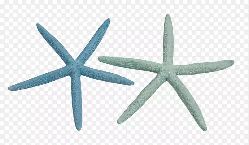 海星无脊椎动物海贝壳彩绘海星