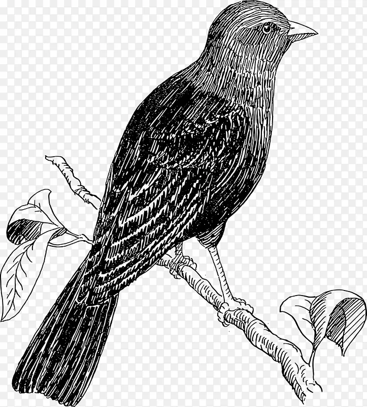 鸟画线艺术剪辑艺术-栖息乌鸦覆盖