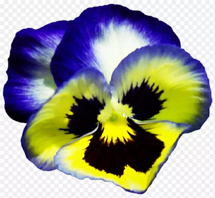 紫罗兰黄花植物-三色堇