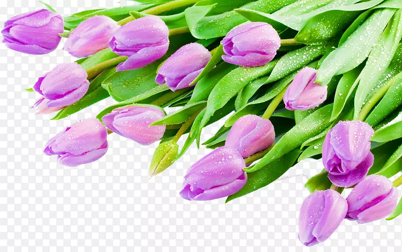 英迪拉甘地纪念郁金香花园桌面壁纸-紫色郁金香