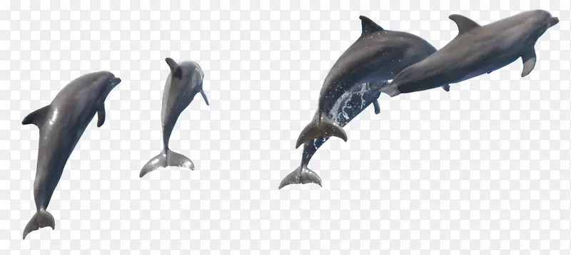 普通宽吻海豚批发图库溪短喙海豚公海豚