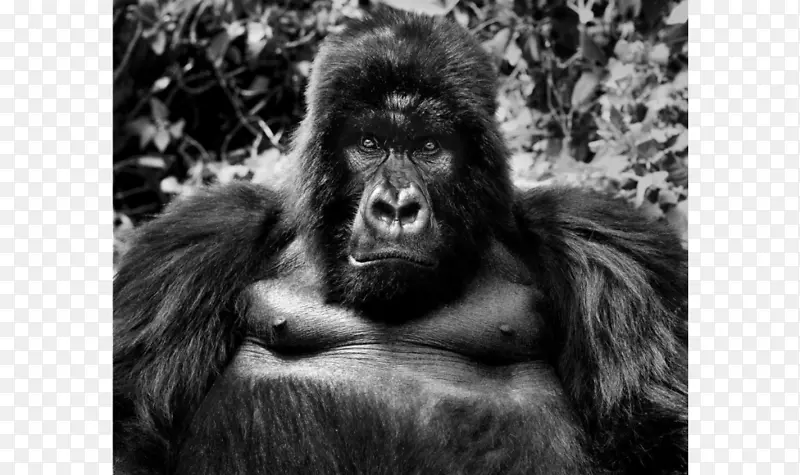 大猩猩摄影师黑白野生动物摄影-金刚
