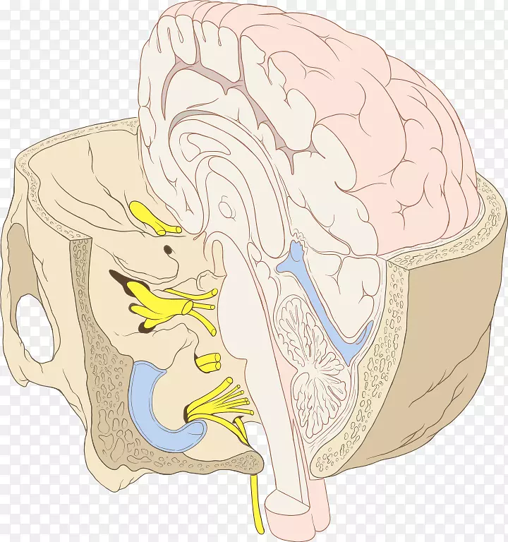 颅神经脑干颅底神经系统