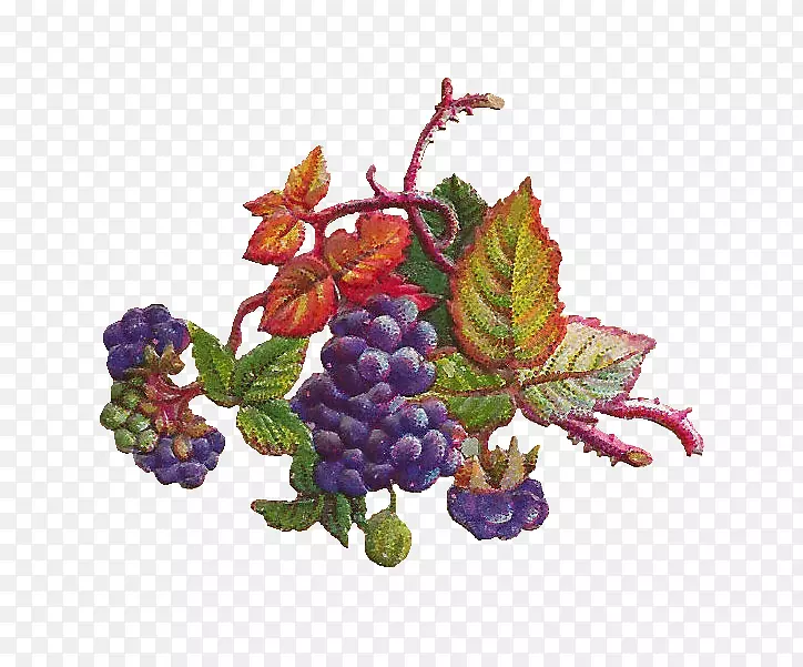 葡萄、葡萄叶、浆果叶、葡萄叶