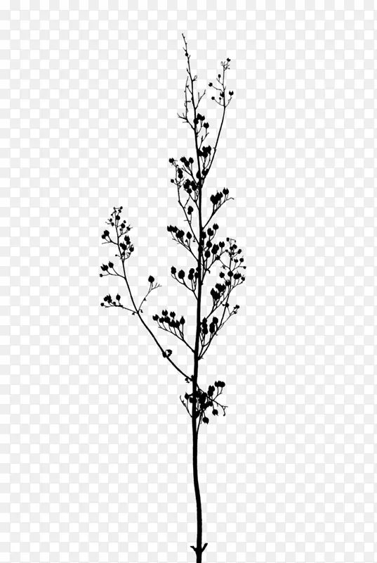 一枝佛教光谱树-黑白花枝