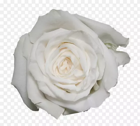花园玫瑰白色海滩玫瑰‘伊甸园’-菊花