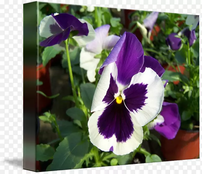 紫罗兰花植物-三色堇