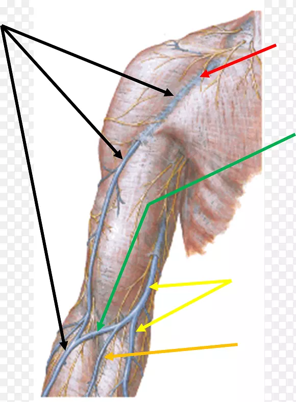 头静脉、基底静脉、人体解剖-斜行