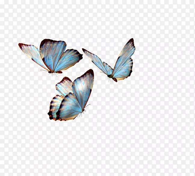 燕尾蝴蝶昆虫Greta oto剪贴画-美丽的插图