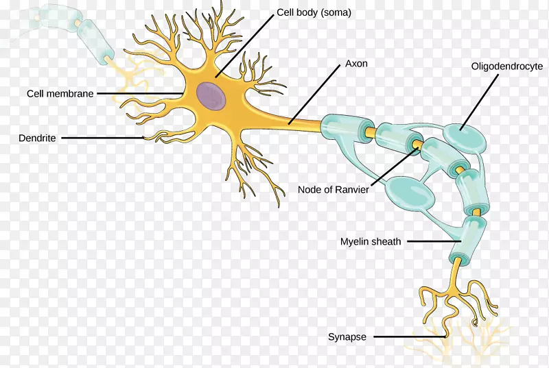神经元轴突神经系统神经胶质树突神经元