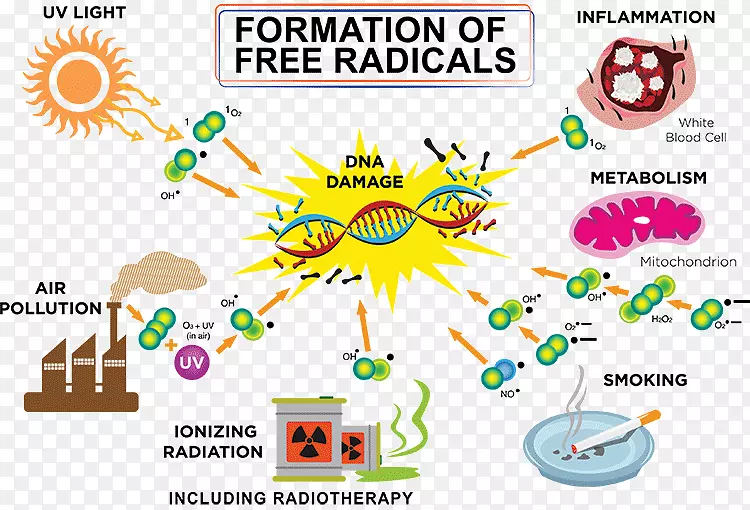 老化抗氧化分子非配对电子分子原子的自由基理论