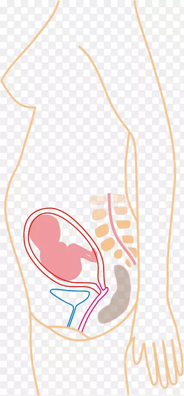 怀孕、分娩、妊娠、胎儿-月