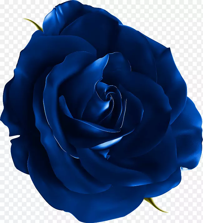 蓝色玫瑰花剪贴画-写实花