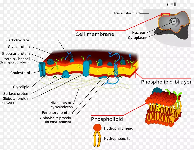 细胞膜生物膜脂双层膜转运