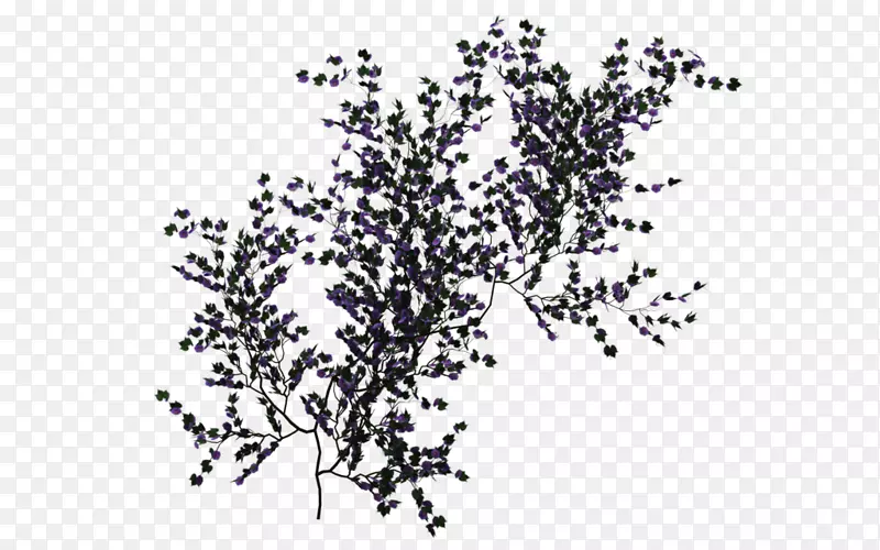 藤本植物桌面壁纸常春藤攀援