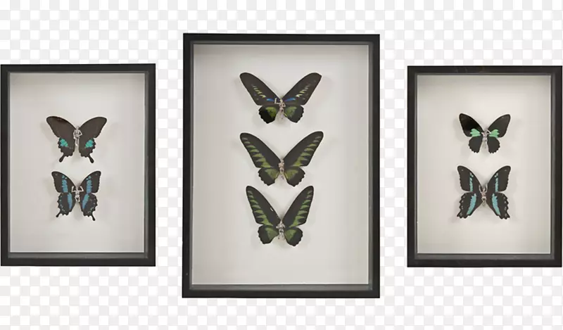 蝴蝶模型昆虫模板-童话材料