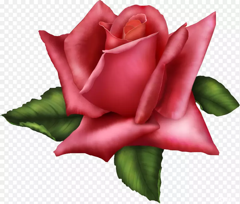 花园玫瑰，鲜花，红色剪贴画-迷人的玫瑰