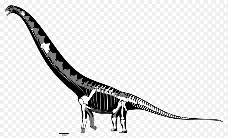 暴龙(Futalognkosaurus)-重建恐龙
