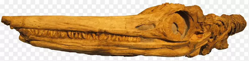 三叠纪初侏罗纪初鱼龙-创造头骨