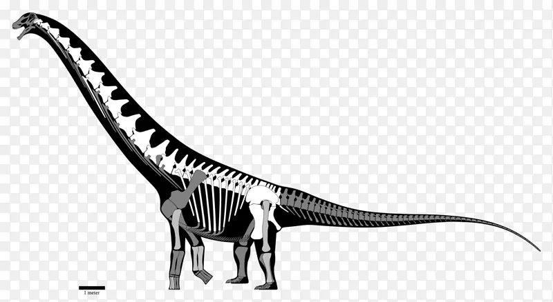 晚白垩世恐龙圆锥-吐鲁尼亚-重建
