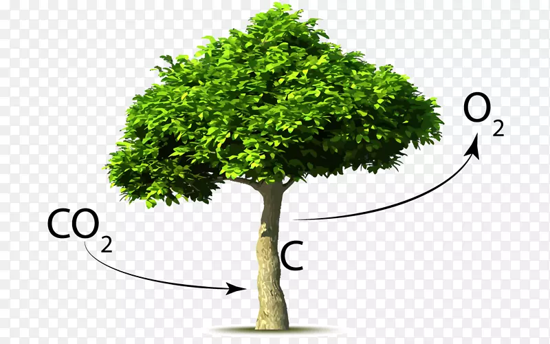 二氧化碳树全球变暖植物爆发