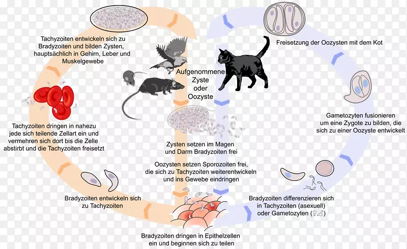 猫科弓形虫感染-感染传播