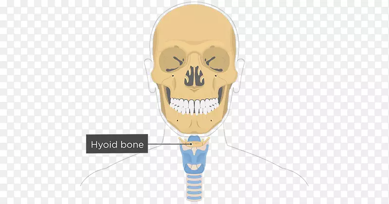 舌骨面部骨骼泪骨解剖三角边界