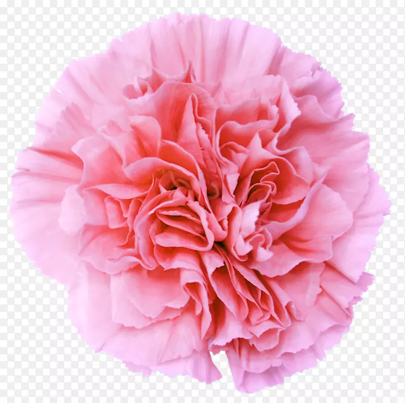 粉色花康乃馨桌面壁纸夹艺术-哥伦比亚