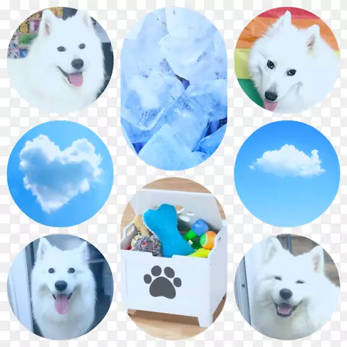 犬种小狗犬鼻-唯美云