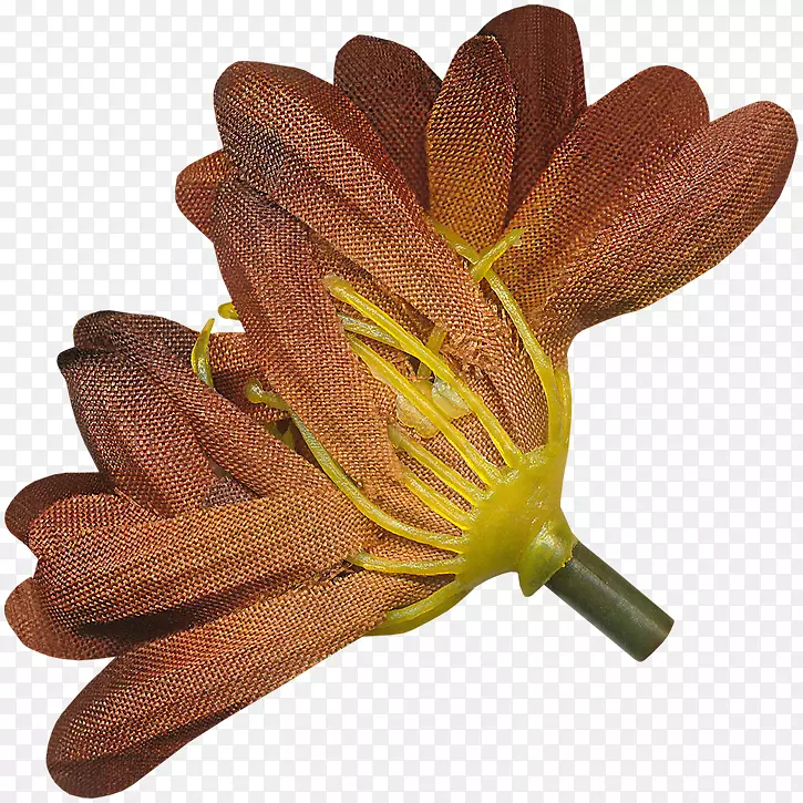 花卉花瓣植物-感恩节图片