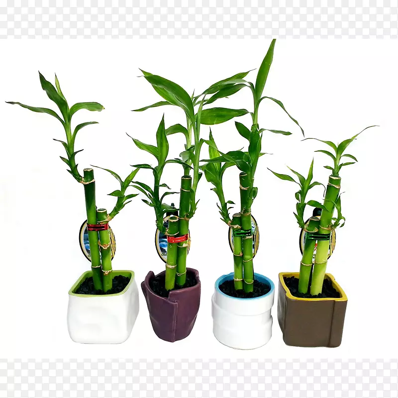 花盆室内植物竹茎-幸运竹