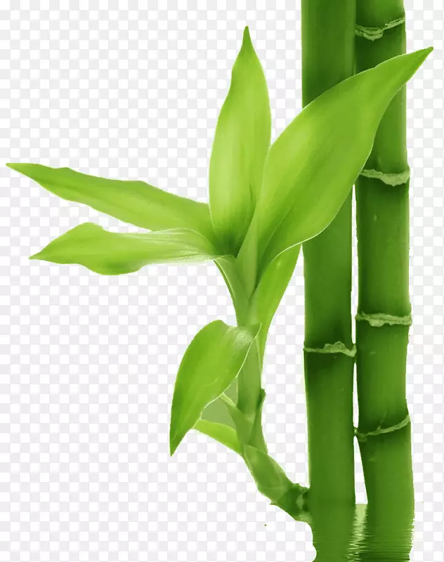 竹叶植物-幸运竹