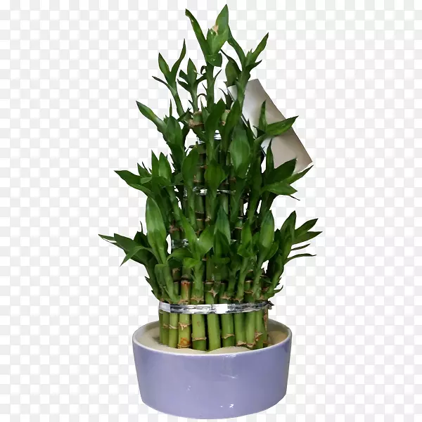 花卉盆栽植物草本植物-幸运竹