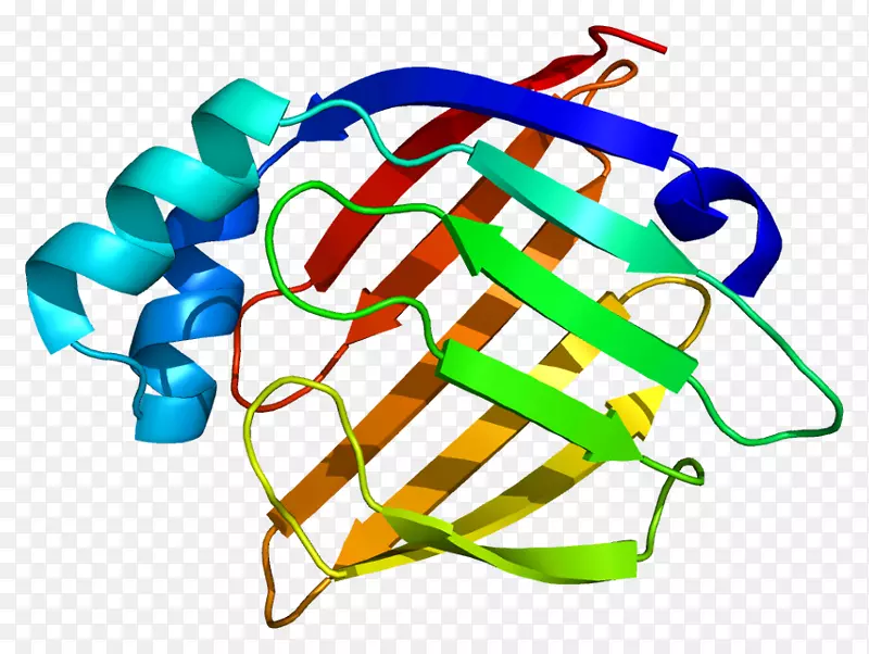心脏型脂肪酸结合蛋白链基因