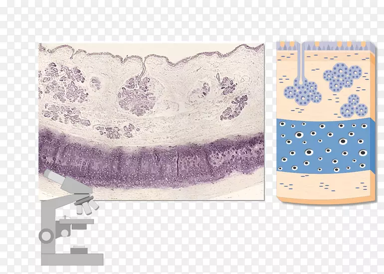 气管外膜显微图像粘膜食管-气管