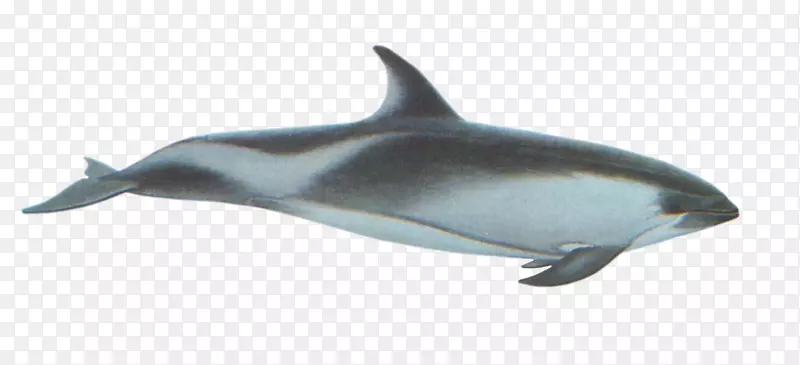 白喙海豚，海豚条纹海豚，粗齿海豚，常见的宽吻海豚-海豚