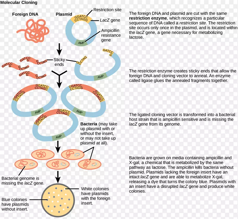 分子克隆分子生物学重组DNA精细载体