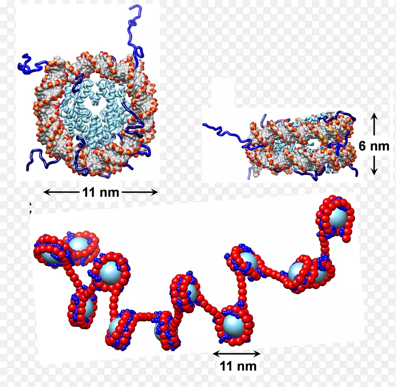 核小体染色质组蛋白dna非共价相互作用-结构组合