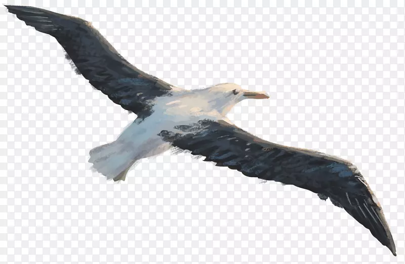托罗阿的旅程海鸟飞行的猎物-滑翔