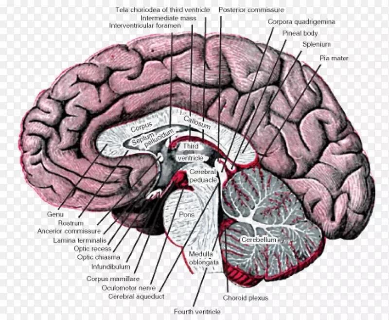 基底节核前脑解剖-神经系统
