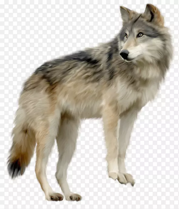 电脑图标北极狼夹艺术白狼