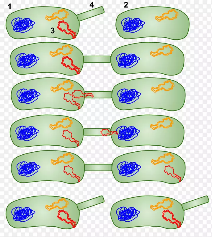 细菌接合水平基因转移细菌细胞结构质粒-dna基因