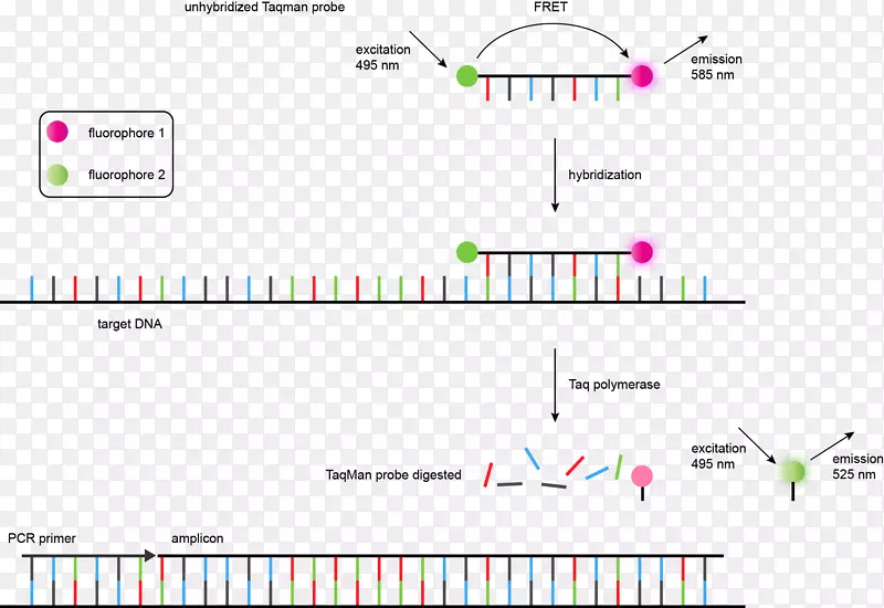 Taqman实时聚合酶链反应微卫星单核苷酸多态性dna遗传