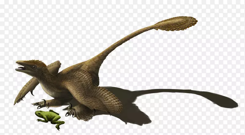 鸟龙城恐龙-动物恐龙