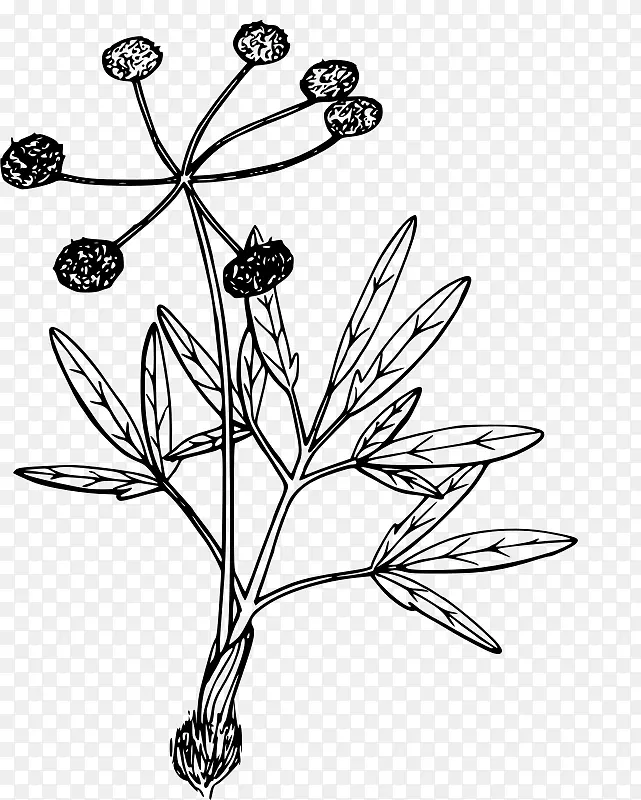 植物绘图画册-自然版
