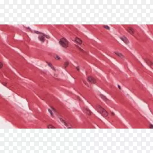 肌组织骨骼肌心肌细胞纹化