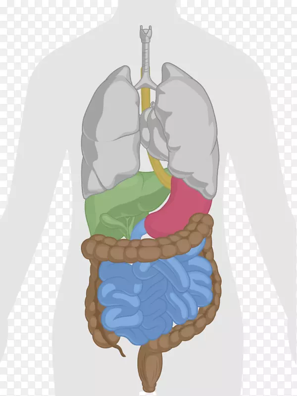 人体肝、胃肠道解剖夹-消化系统