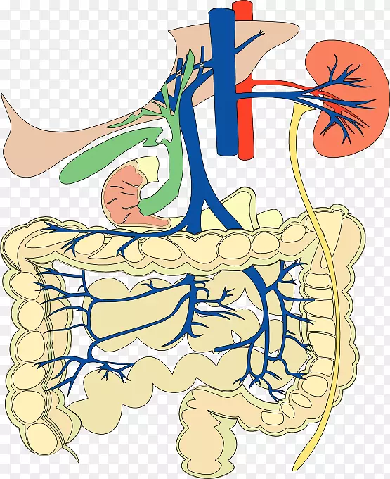 胃肠道、消化系统、循环系统、人体夹术-消化系统