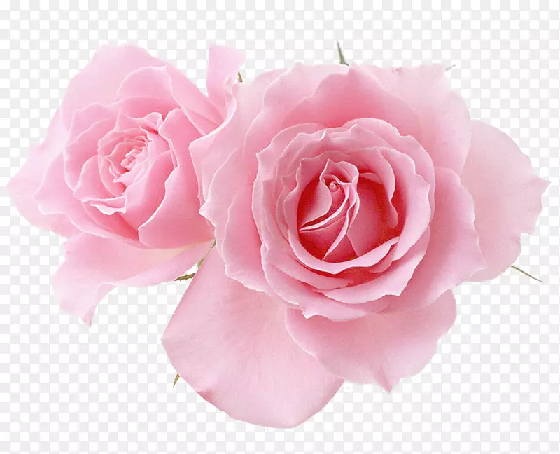 祝愿玫瑰贺卡及新年贺卡-牡丹花
