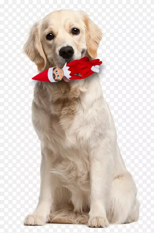 拉布拉多猎犬，你的狗怎么认为狗品种-狗来支付新年的呼吁！